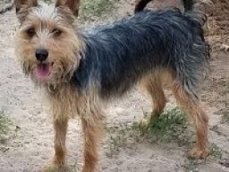 australian_yorkshire_terrier_20211213_2013762206